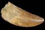 Carcharodontosaurus Tooth - Robust Tooth #99804-1